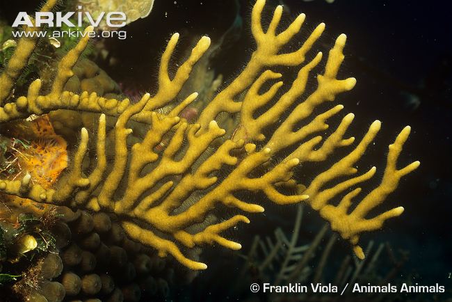 Fire Coral - Millepora alcicornis