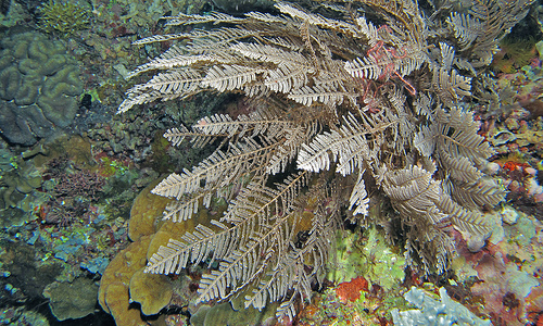 Hydroid - ©iNaturalist.org Hydroid