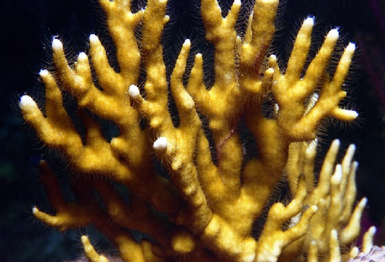 Fire Coral Fire Coral