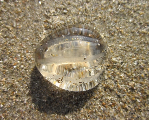 Pleurobrachia pileus, sea gooseberry on Blankenberge beach, Belgium