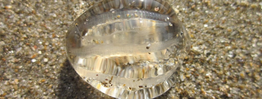 Pleurobrachia pileus, sea gooseberry on Blankenberge beach, Belgium
