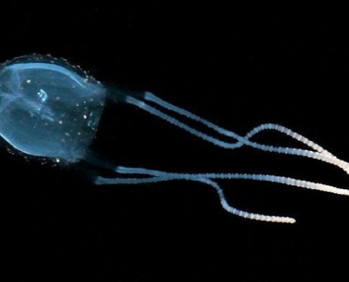 Irukandji Jellyfish