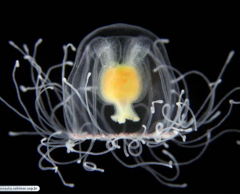 Turritopsis nutricula, Adult medusa, from Brazil