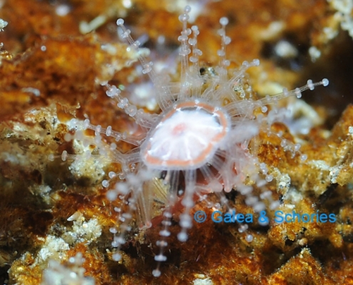 Leaf-crawler Jellyfish (Staurocladia vallentini)