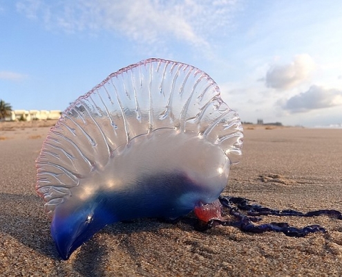 Portuguese Man o' War at Palm Beach FL.