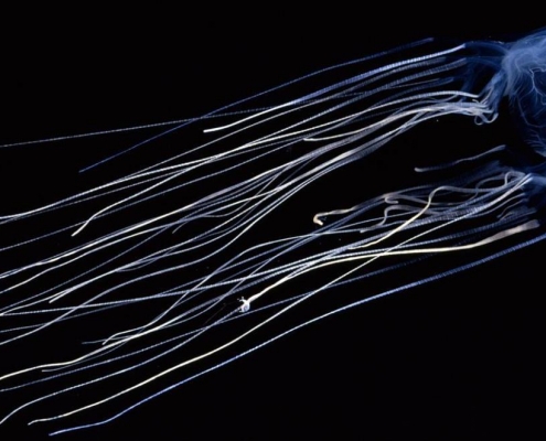 Australian Box Jellyfish or Sea Wasp (Chironex fleckeri)