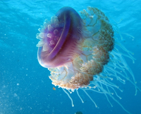 Cauliflower Jellyfish, Cephea cephea at Marsa Shouna, Red Sea, Egypt #SCUBA