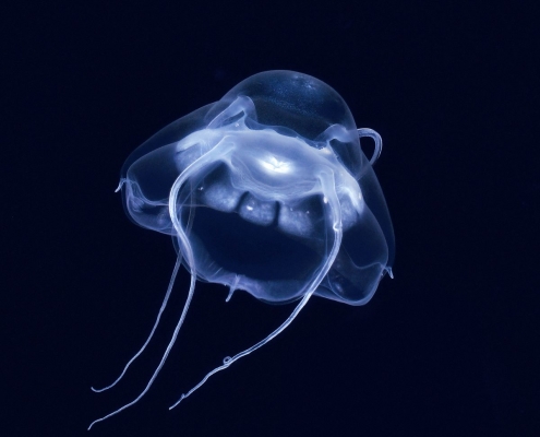 Darth Vader Jellyfish