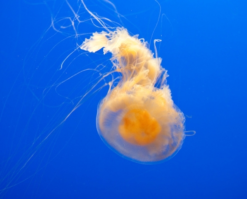 Egg Yolk Jellyfish