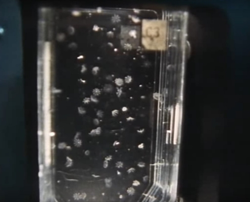 Jellyfish Experiment by NASA STS-40