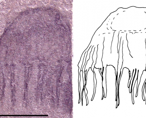Preserved Jellyfishes from the Middle Cambrian