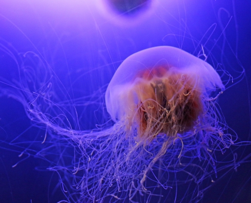 Lion's Mane Jellyfish