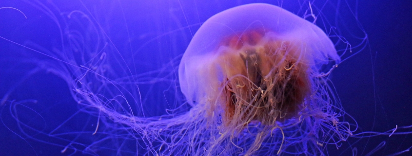 Lion's Mane Jellyfish