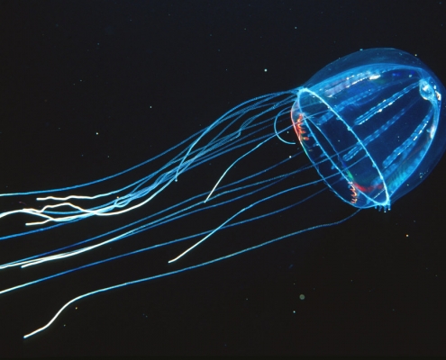 Lizard-tail Jellyfish (Colobonema sericeum)