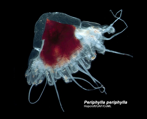 Santa Hat Jellyfish or Helmet Jellyfish (Periphylla periphylla)