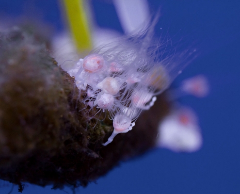 The Upside-down jellyfish, Cassiopea sp. polyp stage