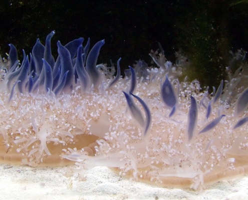 Upside Down Jellyfish (Cassiopea andromeda)