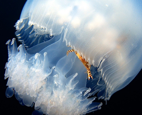 A crab riding a jellyfish
