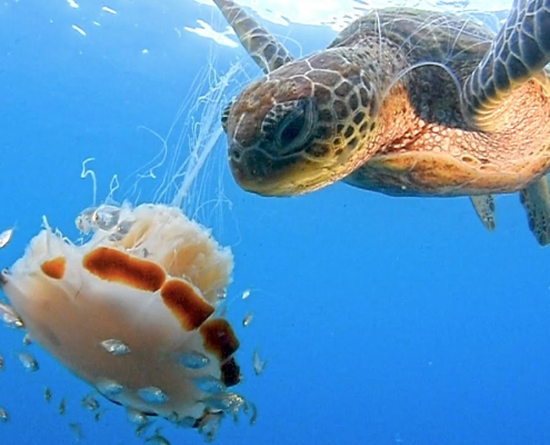 Turtle Eating Jellyfish